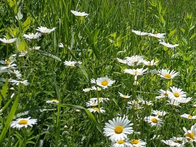 Typical summer flowers outside the hill house