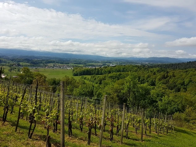 Vineyard region of Trska Gora